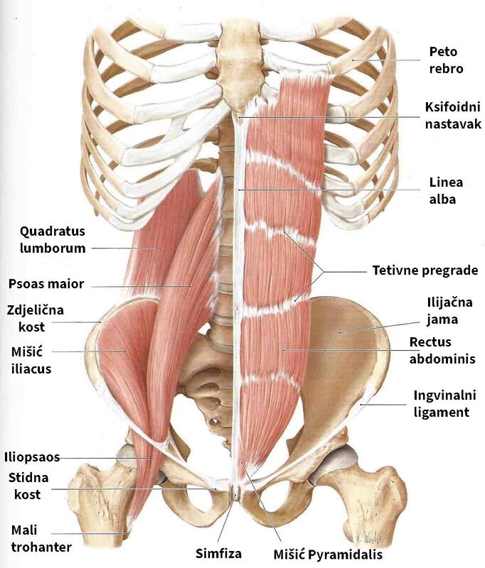 Anatomski prikaz mišića donjeg dijela leđa: quadratus lumborum, iliopsoas i trbušni mišići.