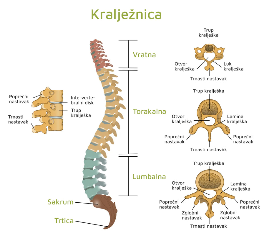 grafički prikaz kralježnice i njenih dijelova