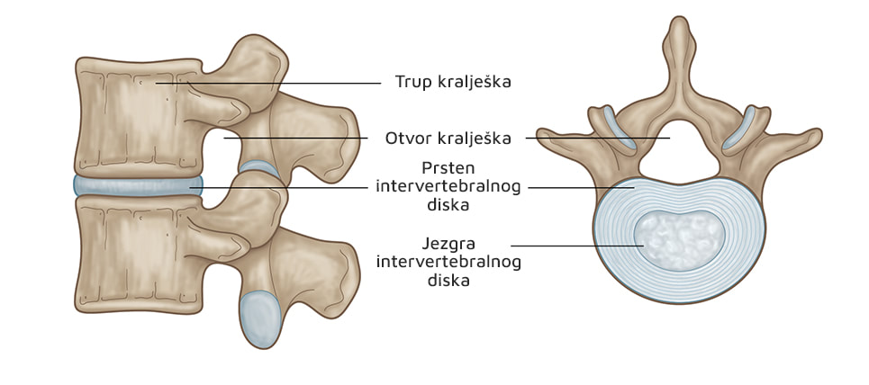 prikaz mobilnog segmenta kralježnice na kojem se vide fasetni zglobovi