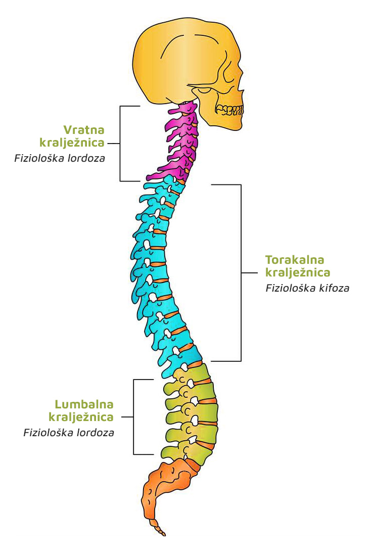 grafički prikaz prirodnih zakrivljenosti kralježnice: vratna lordoza, torakalna kifoza i lumbalna lordoza