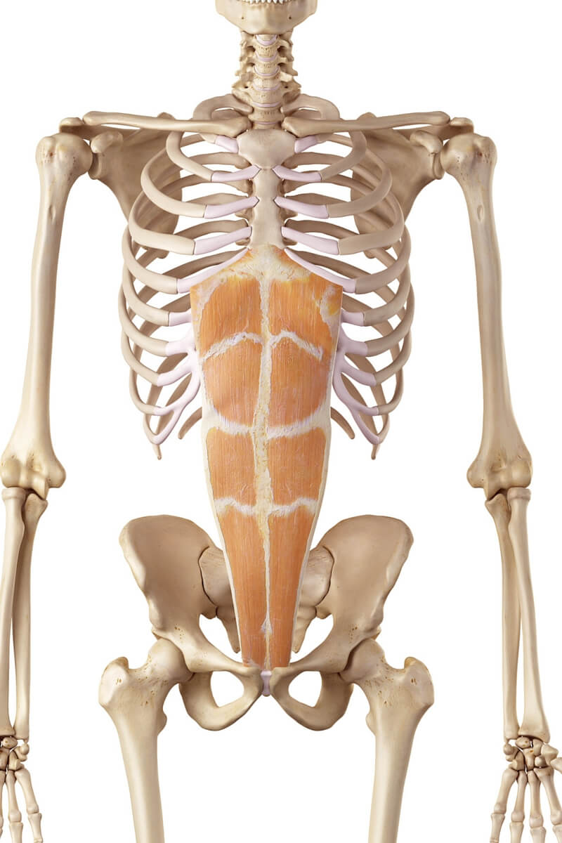 anatomski prikaz trbušnih mišića kako povezuju prsni koš i stidnu kost