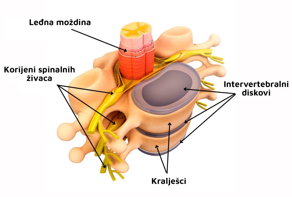 prikaz kako spinalni živci izlaze iz leđne moždine prema tijelu