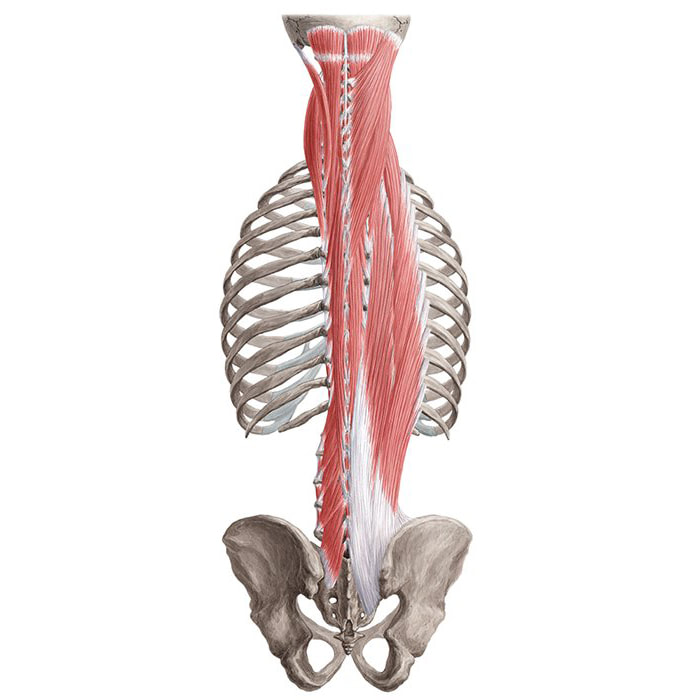 anatomski prikaz mišića uz kralježnicu