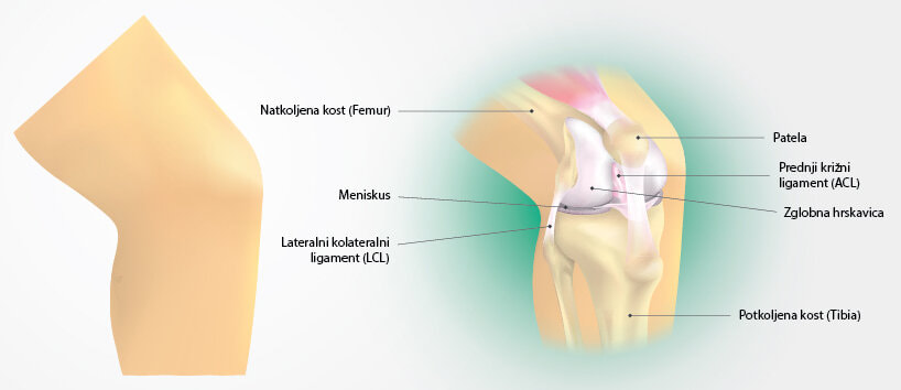 Anatomski prikaz koljena na kojem se vide hrskavica, patela, meniskusi i ligamenti koljena.