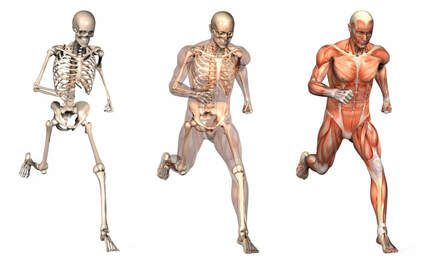 Anatomski prikaz tri osobe u pokretu. 