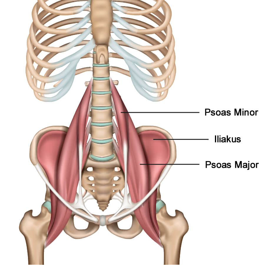 Anatomski prikaz mišića iliopsoasa koje čine psoas major, ilijakus i psoas minor. 