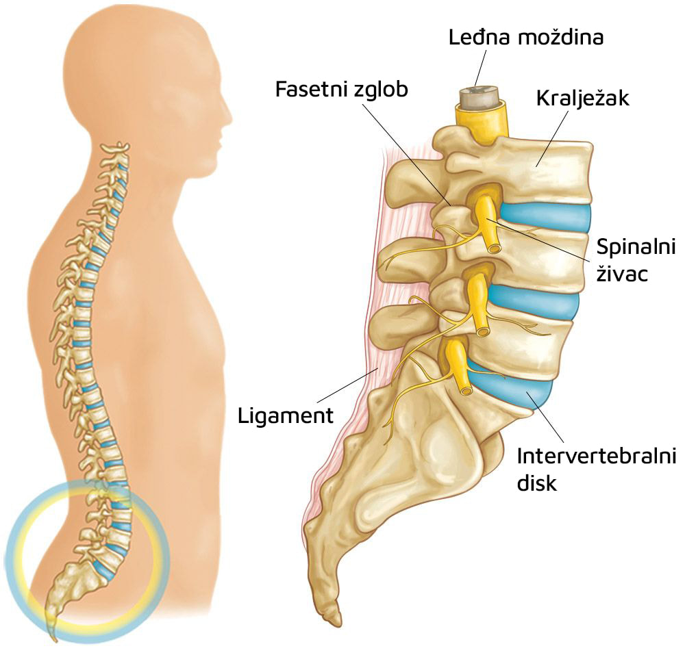 Anatomski prikaz donjeg dijela kralježnice na kojem se vide kralješci, diskovi i spinalni živci.
