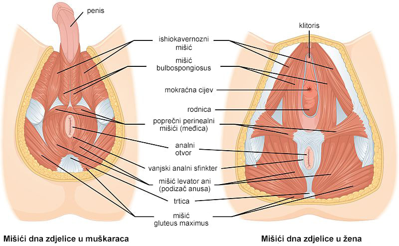 Anatomski prikaz mišića dna zdjelice muškaraca i žena