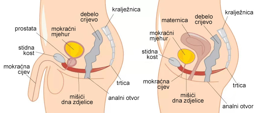 Anatomski prikaz organa u zdjelici: mokraćni mjehur, maternica, vagina, mišići dna zdjelice