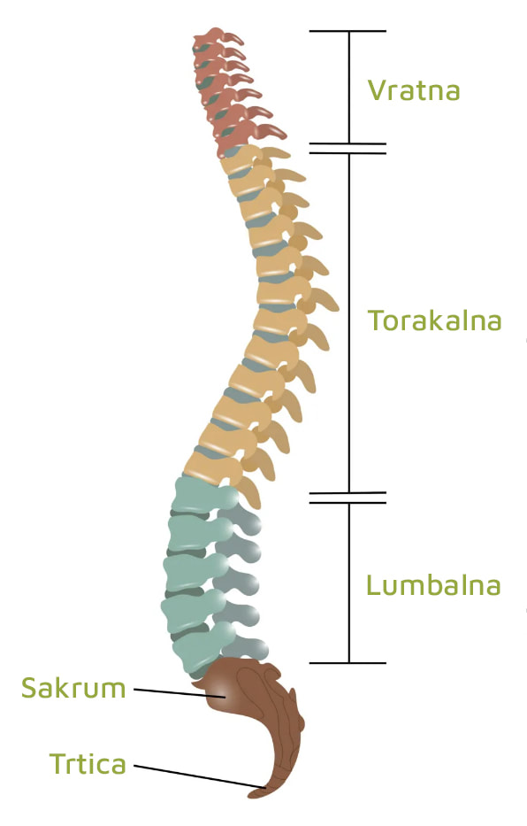 anatomski prikaz tri glavna dijela kralježnice: vratna, torakalna i lumbalna