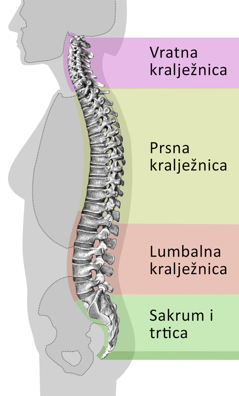 Prikaz cijele kralježnice i njenih segmenata, vratna, prsna i lumbalna kralježnica te sakrum i trtica. 